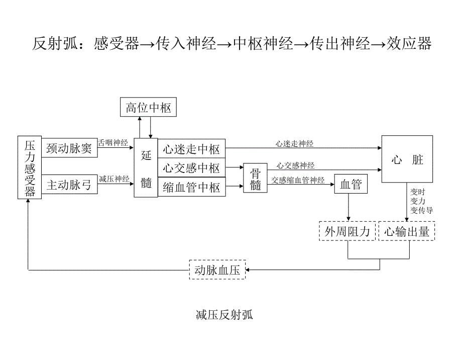 家兔动脉血压的调节_第5页