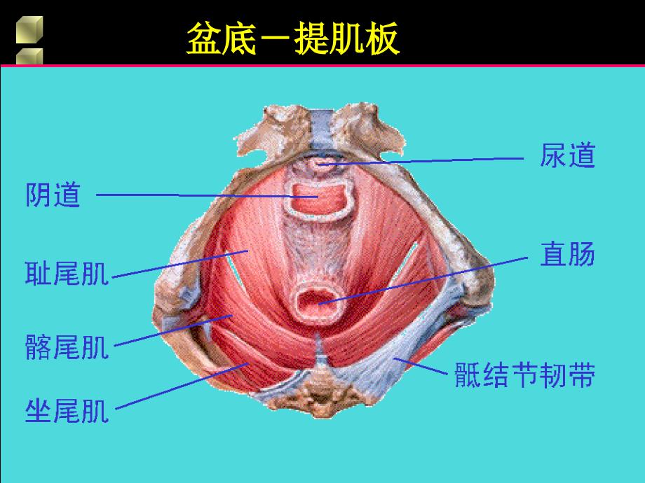 女性生殖道损伤性疾病_第3页