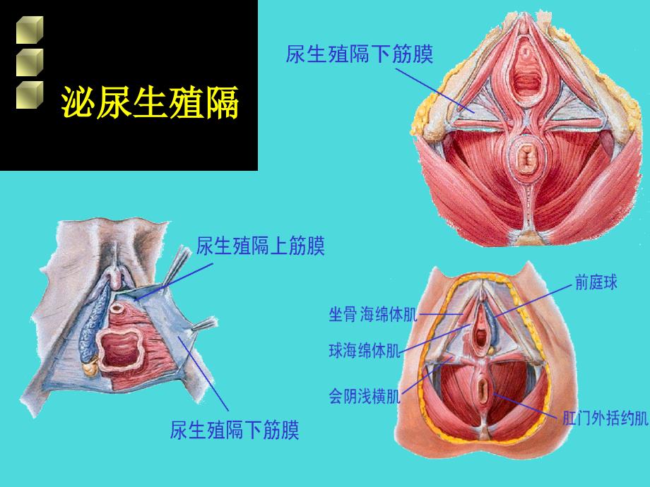 女性生殖道损伤性疾病_第4页