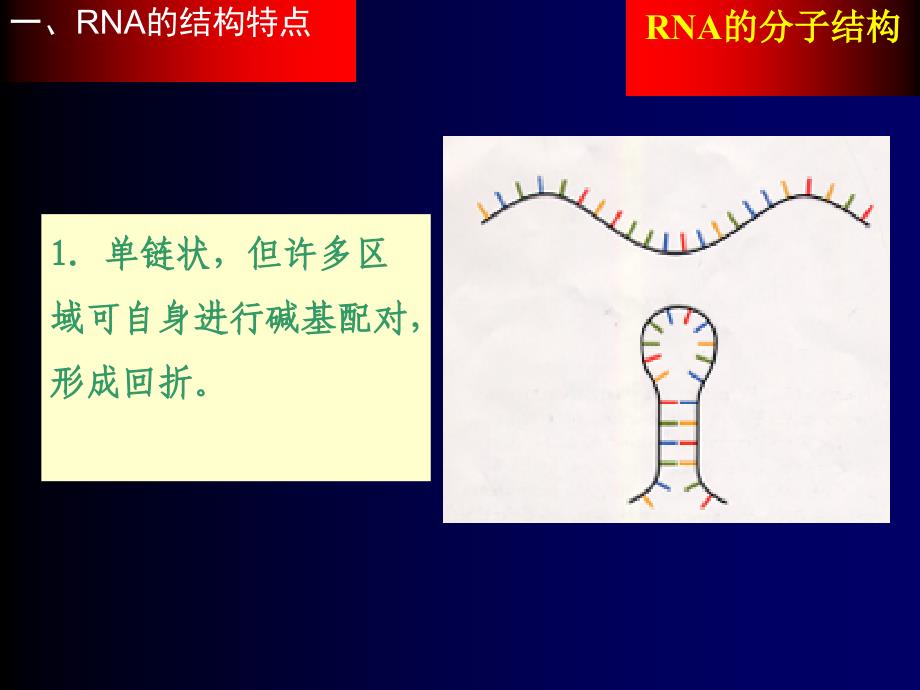 RNA的分子结构_第2页