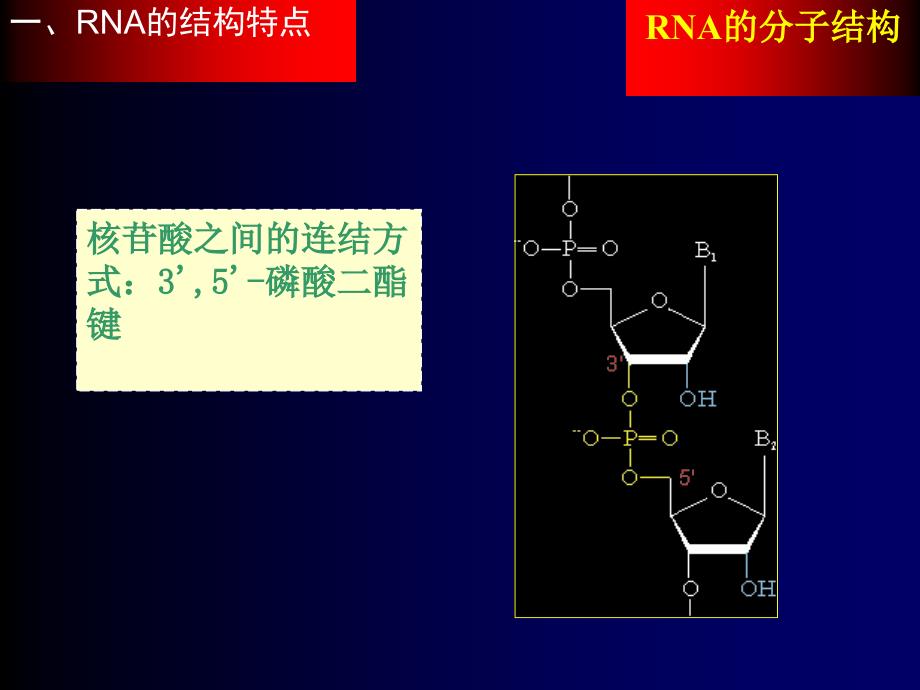 RNA的分子结构_第4页