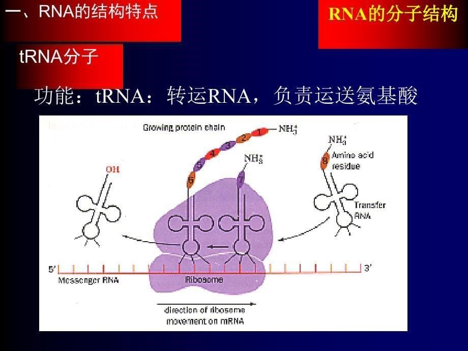 RNA的分子结构_第5页