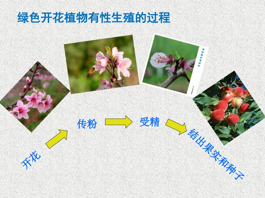 1911植物的生殖_第4页