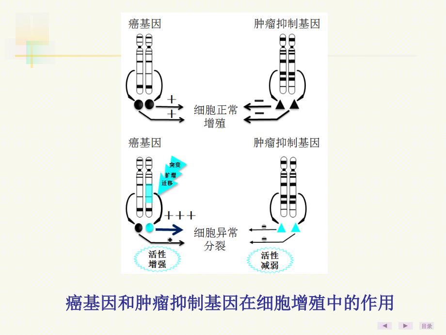 癌基因、肿瘤抑制基因与生长因子_第4页