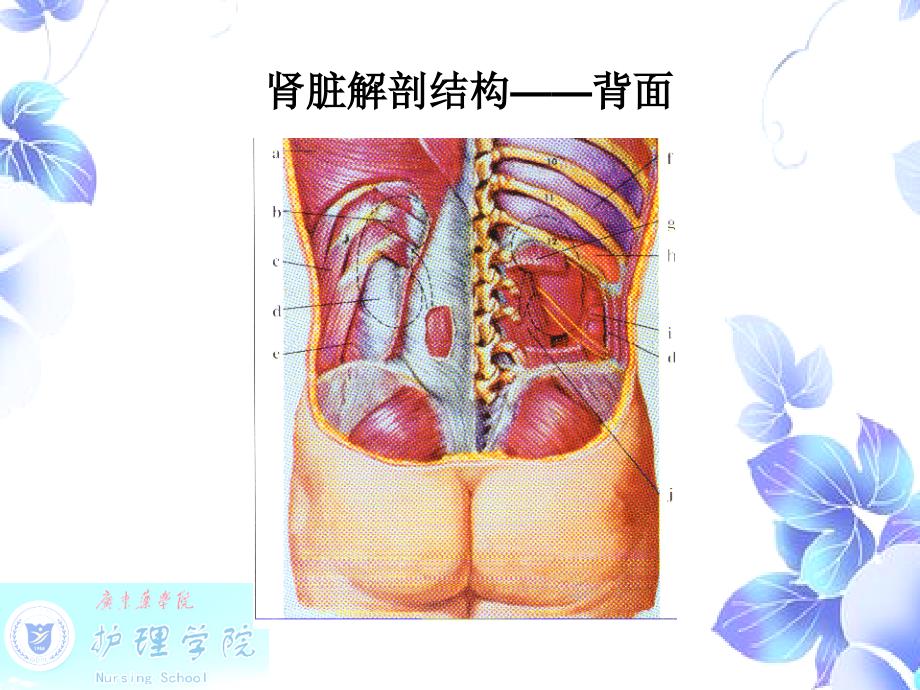 最新内科护理学 第五章泌尿系统疾病病人的护理PPT文档_第4页