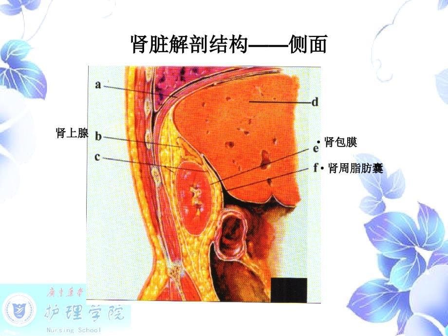 最新内科护理学 第五章泌尿系统疾病病人的护理PPT文档_第5页