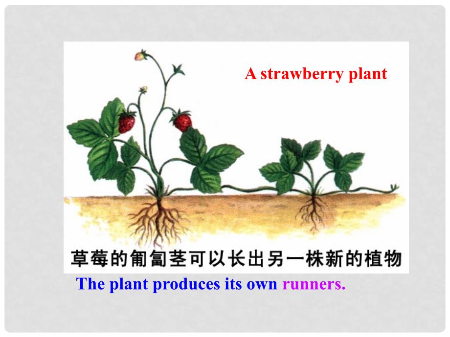 高中英语 Unit 2 Cloning Warming Up多媒体教学优质课件 北师大版选修8_第4页