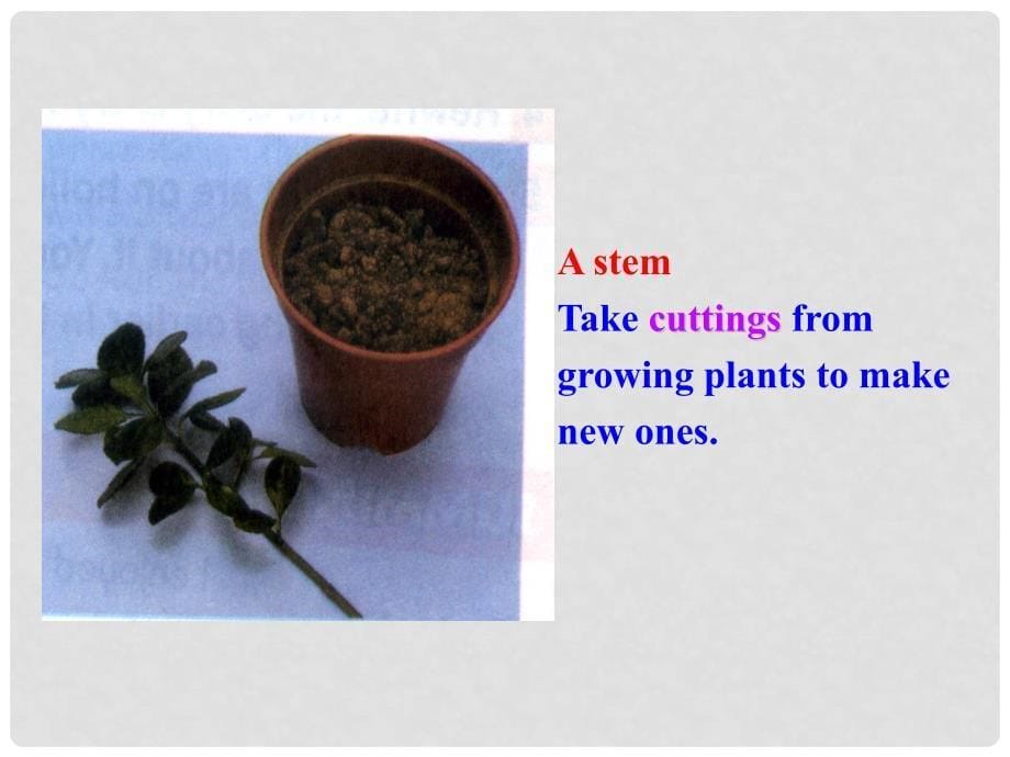 高中英语 Unit 2 Cloning Warming Up多媒体教学优质课件 北师大版选修8_第5页