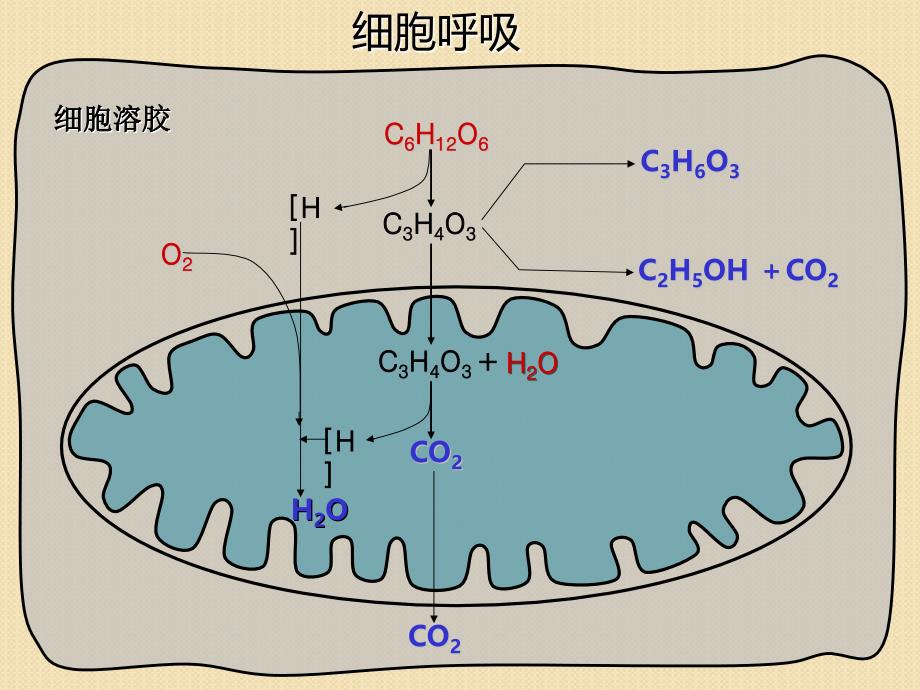 生物：影响细胞呼吸的因素课件(新人教版必修1)_第4页