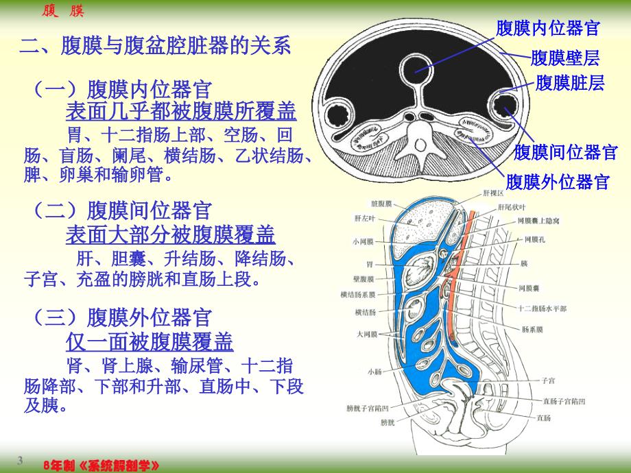 《系统解剖学》教学课件：10腹膜_第3页