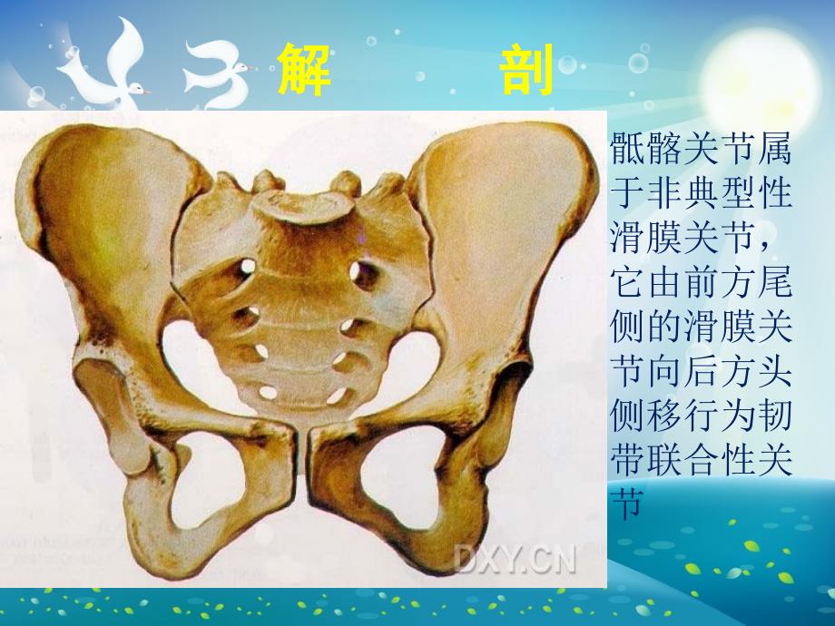 骶髂关节炎ppt课件_第2页