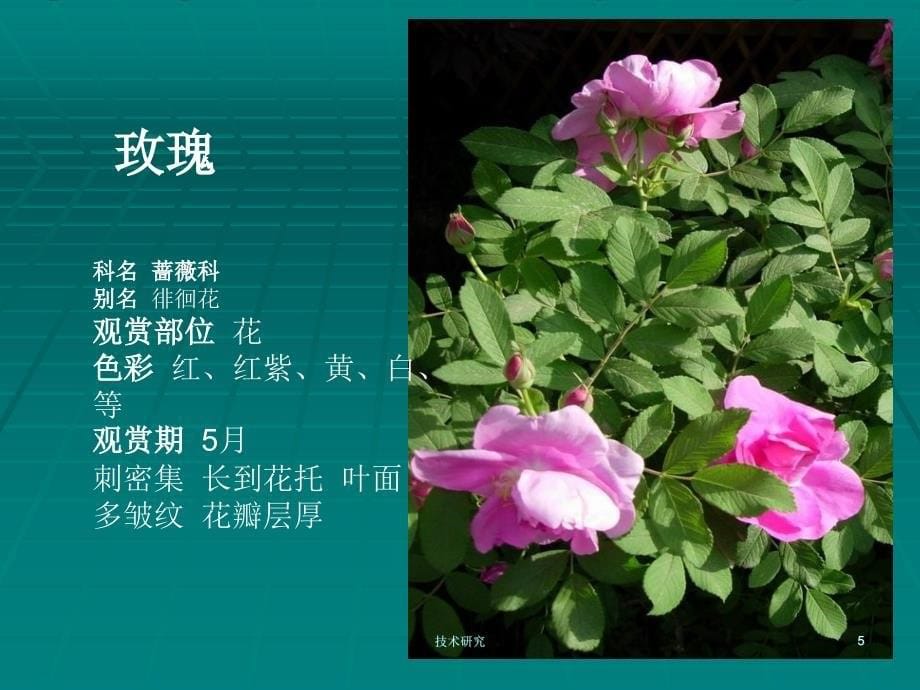 常见插花花材40种技术材料_第5页