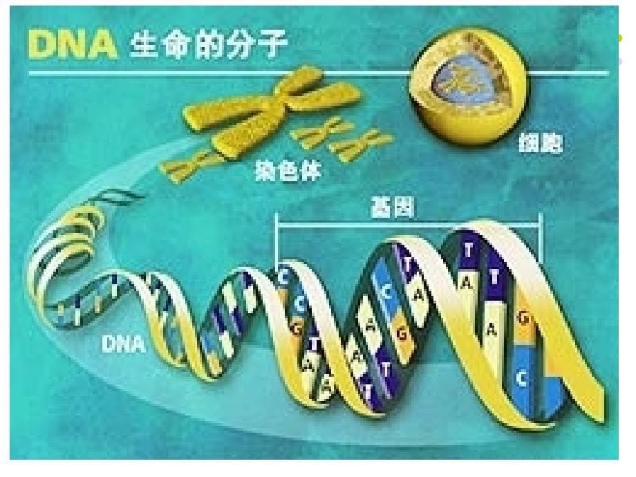 土壤肥料学课件：第8章 氮肥_第5页