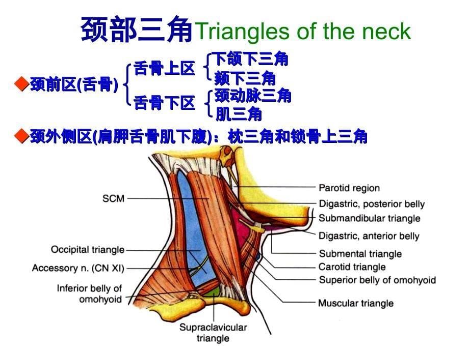 7颈前区舌骨上区_第5页