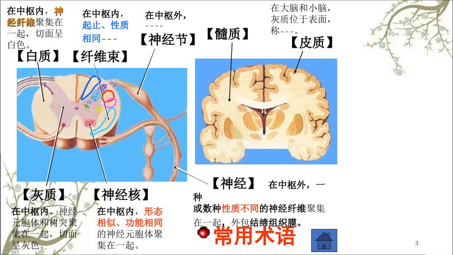 解剖神经系统课件_第3页