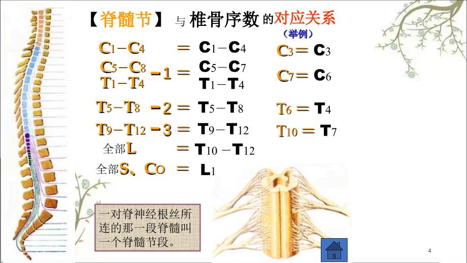 解剖神经系统课件_第4页