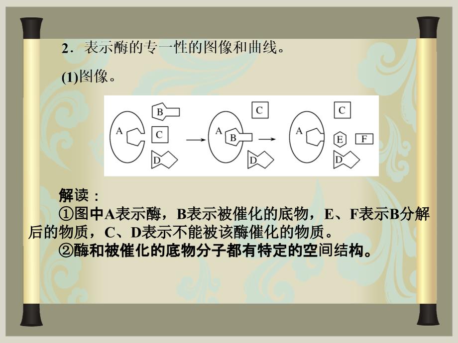 陈代谢与酶PPT课件_第4页