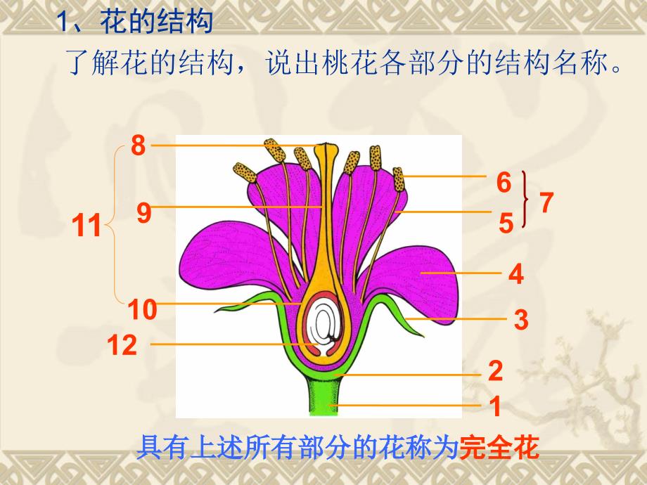 《绿色开花植物的一生》ppt实用课件_第2页