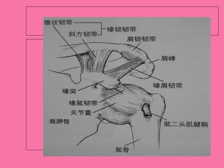 肩锁关节损伤ppt课件_第3页