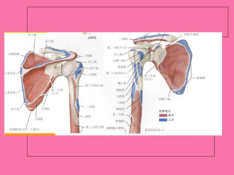 肩锁关节损伤ppt课件_第4页