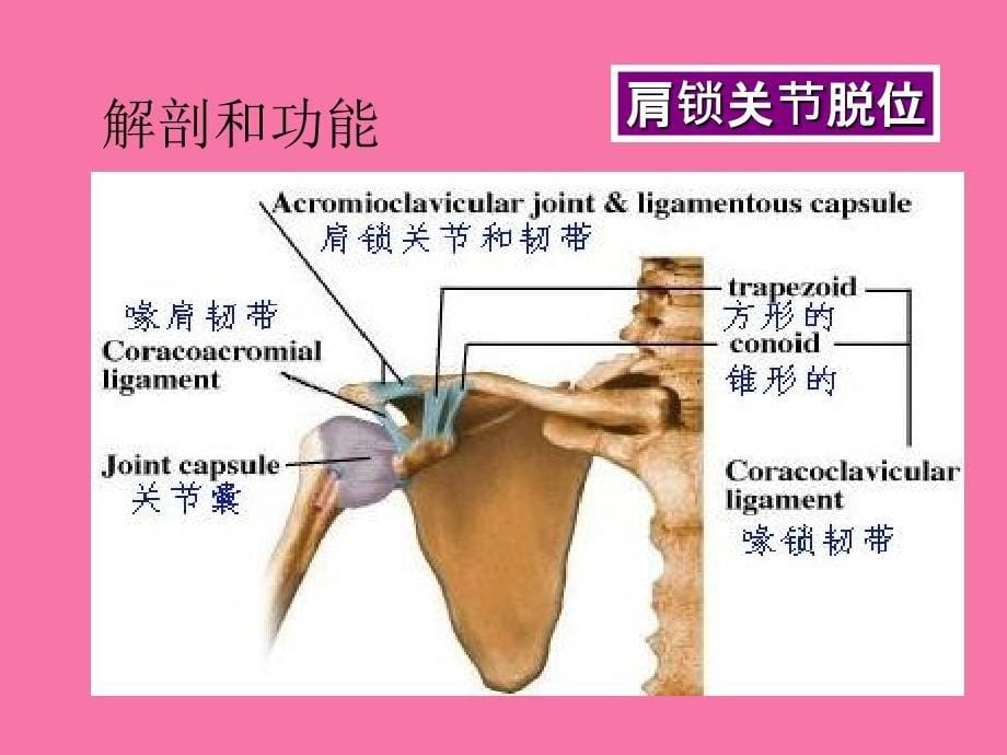 肩锁关节损伤ppt课件_第5页