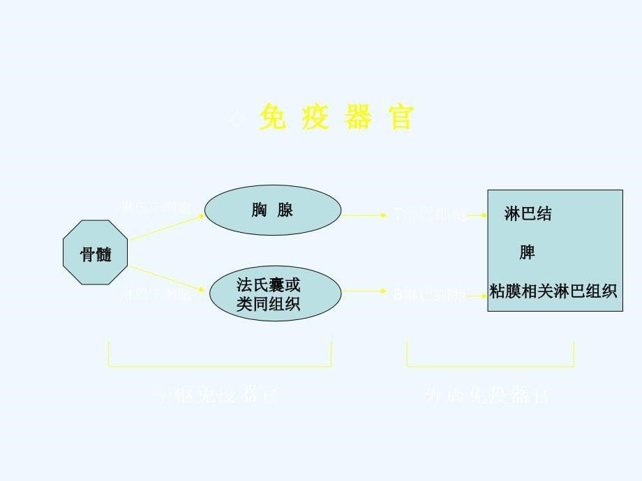 免疫学基本知识讲课件_第5页