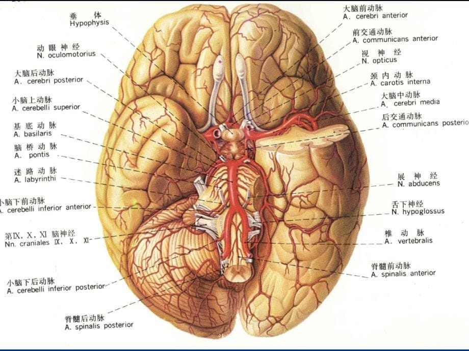 脑梗塞讲课PPT[行业特制]_第5页