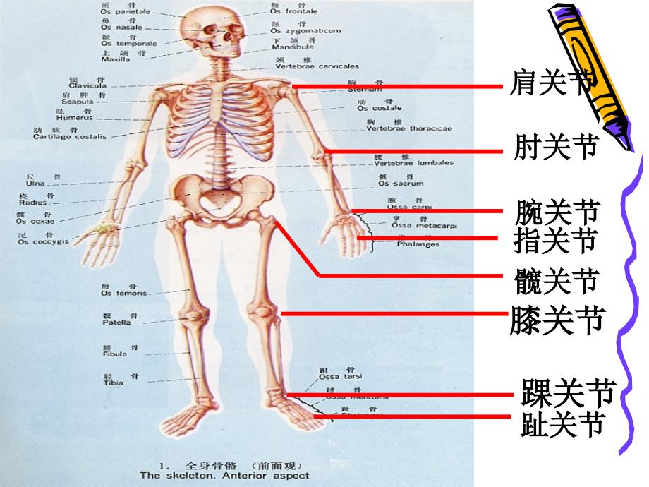 动物的运动和行为_第4页