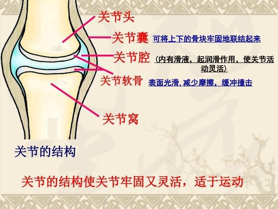 动物的运动和行为_第5页