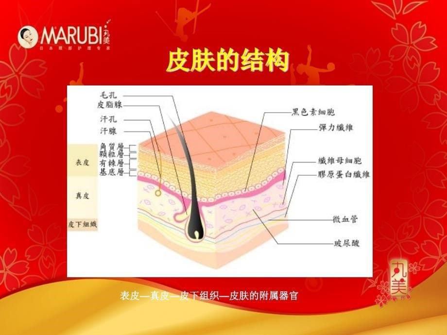 皮肤生理学及应季产品详解_第5页