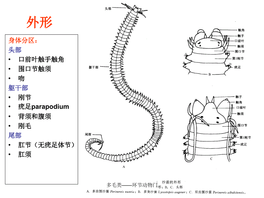 多毛类环节动物门课件_第2页