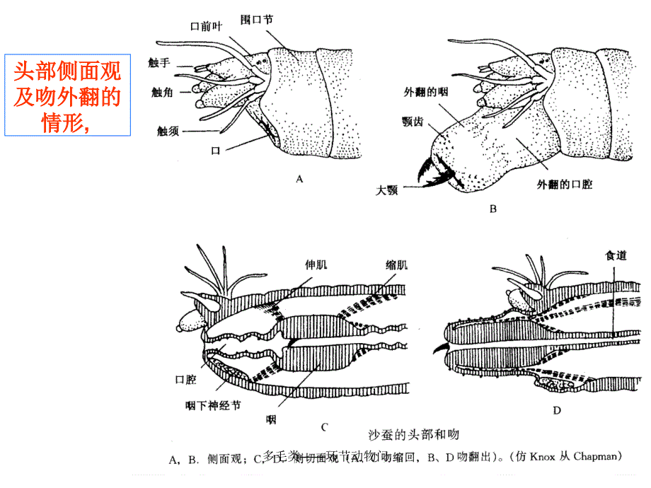 多毛类环节动物门课件_第3页