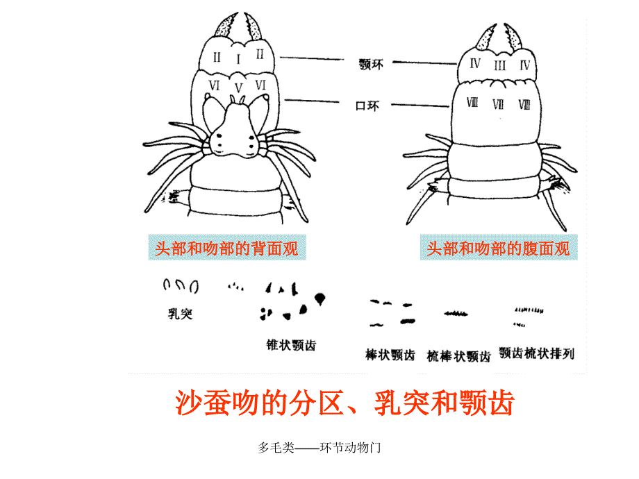 多毛类环节动物门课件_第4页