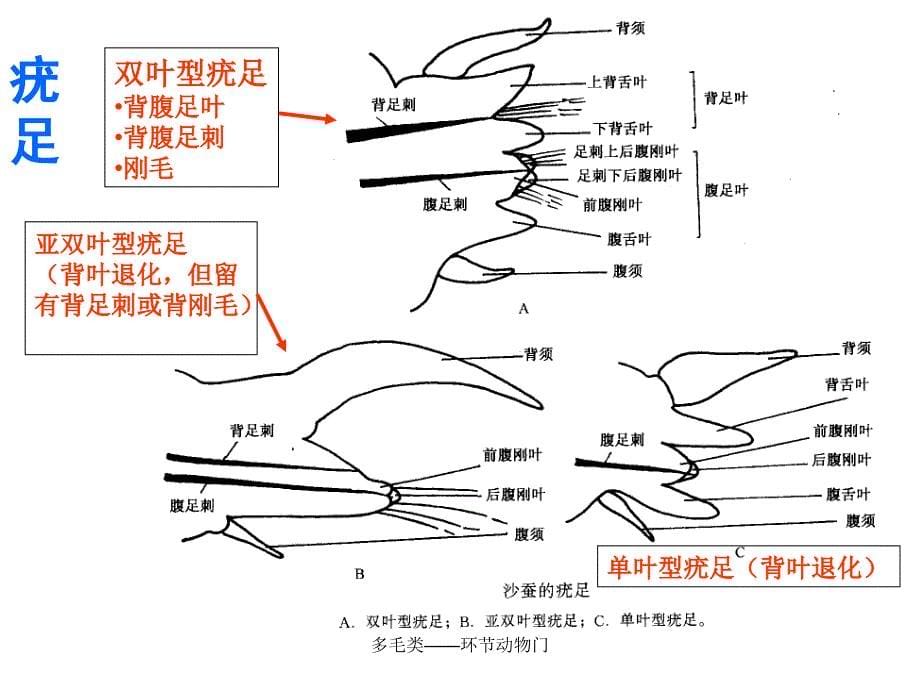 多毛类环节动物门课件_第5页