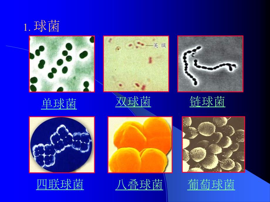 原核微生物的形态和构造_第4页