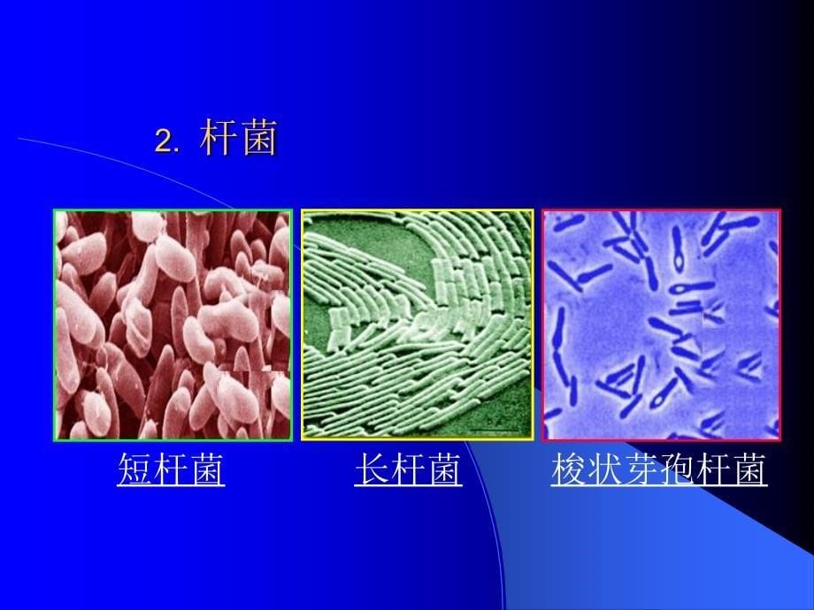 原核微生物的形态和构造_第5页