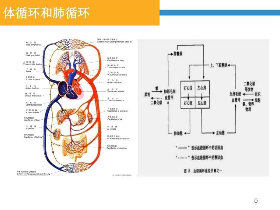 （优质课件）心肺功能评定_第5页