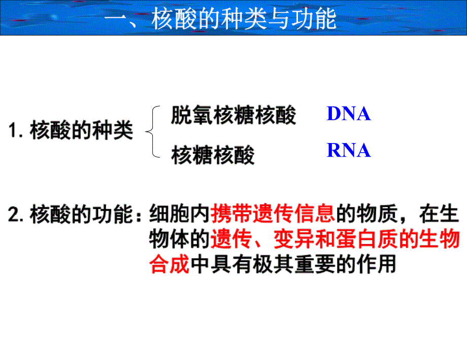 23遗传信息的携带者——核酸_第3页