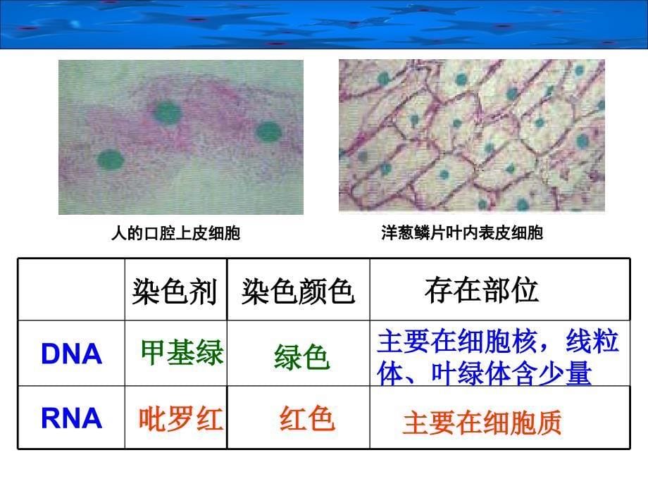 23遗传信息的携带者——核酸_第5页