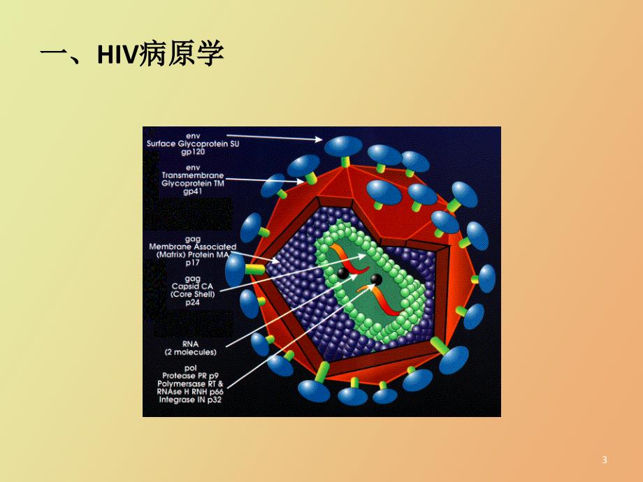 HIV病原学与实验室生物安全_第3页