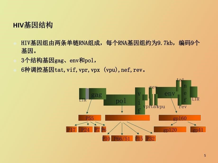 HIV病原学与实验室生物安全_第5页