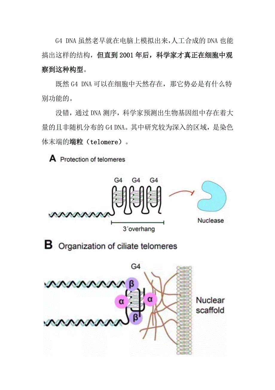 DNA可不只有双螺旋结构.docx_第4页