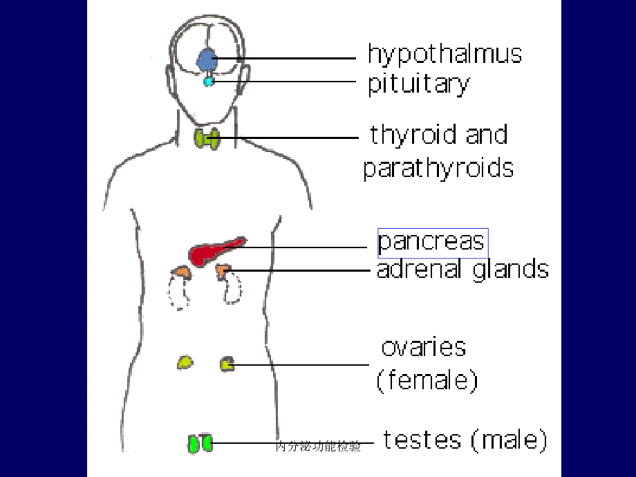 内分泌功能检验课件_第4页