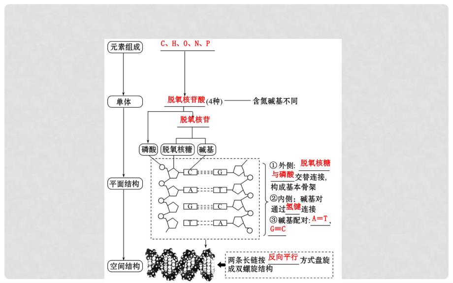 高考生物一轮复习 第六单元 基因的本质和表达 第2课 DNA分子的结构、复制和基因的本质课件 新人教版_第5页