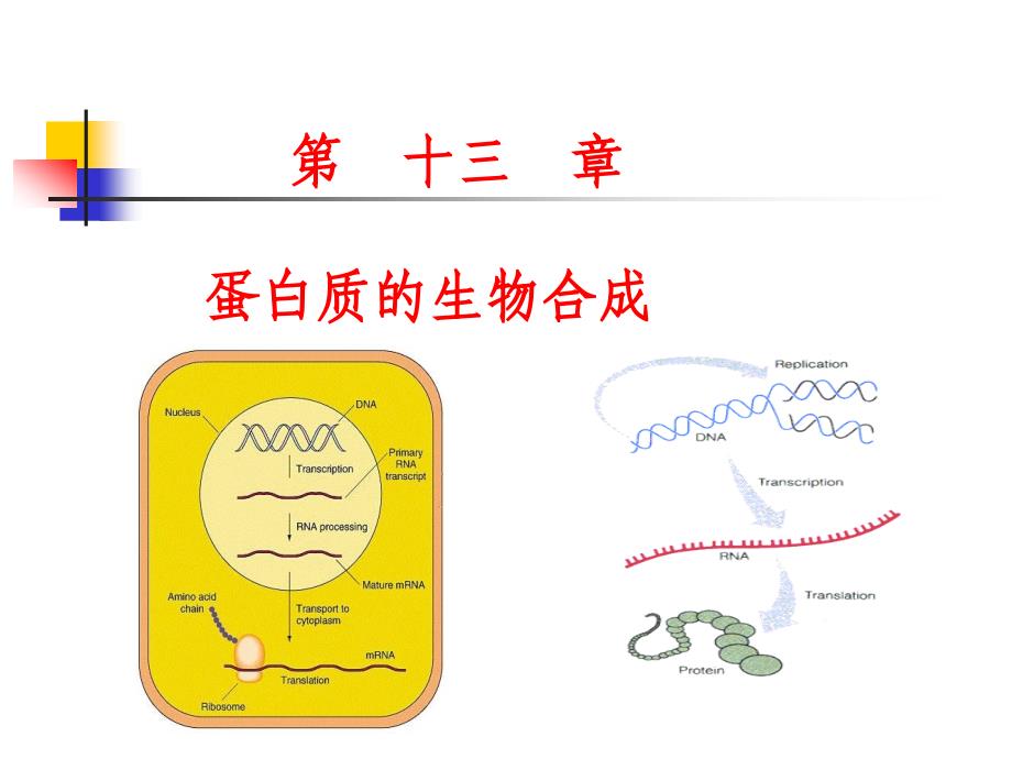 生物化学第十三章蛋白质生物合成课件_第1页