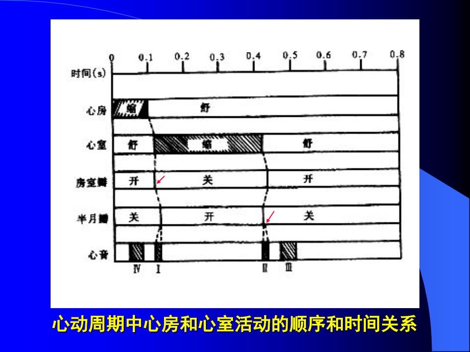 四章血液循环Bloodcirculation_第3页