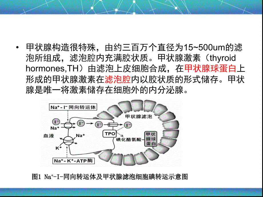 《甲亢药物治疗》PPT课件.ppt_第3页