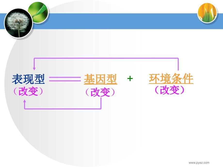 基因突变和基因重组课件_第5页