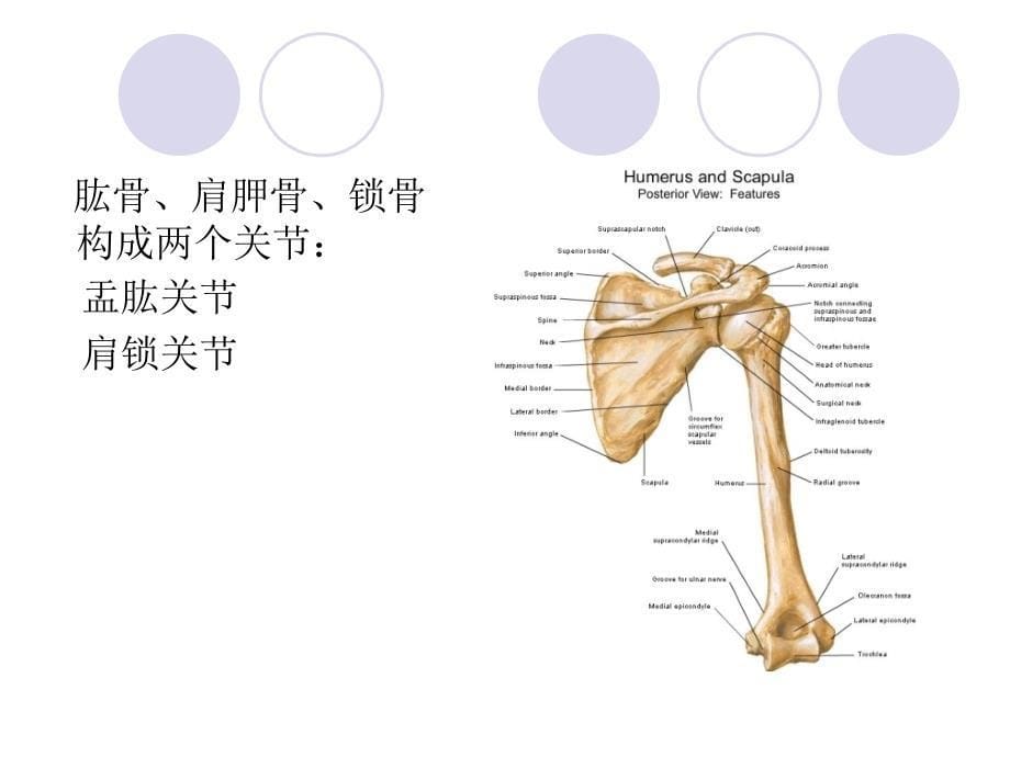 肩关节解剖-)_第5页