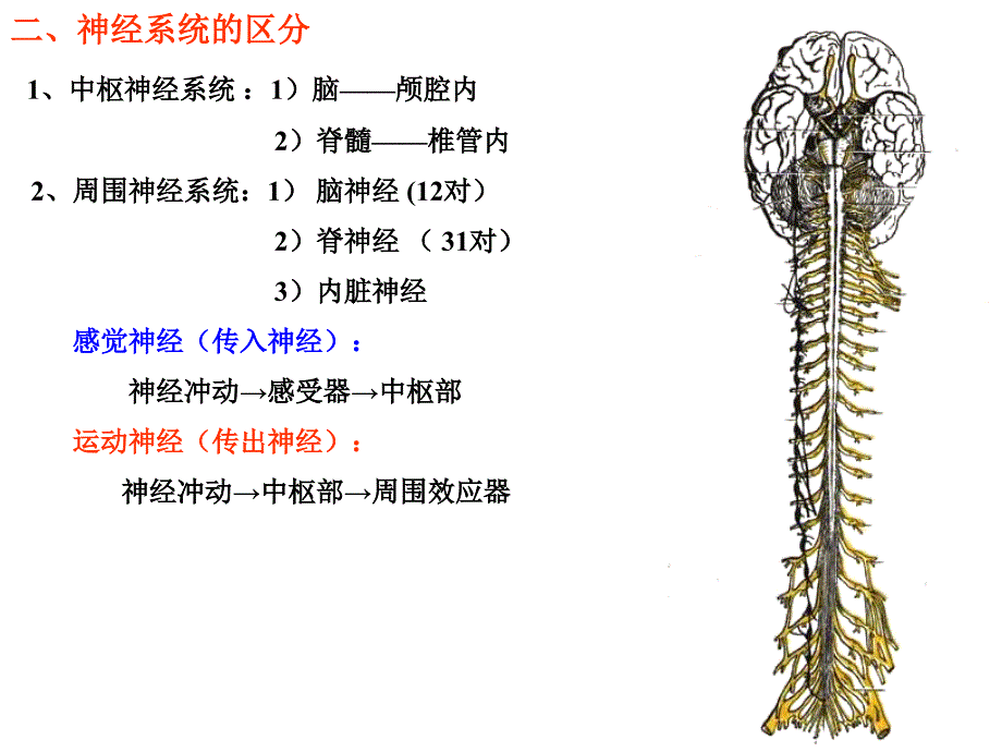 神经总论及脊髓PPT课件_第2页